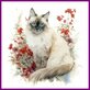 Diamond Painting Chat Sacré Birman