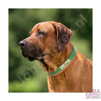 Collier de chien personnalis&eacute; 002 avec votre propre nom