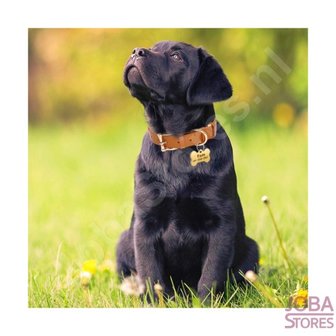 Collier de chien personnalis&eacute; 009 avec votre propre nom