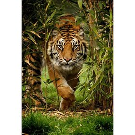 Diamond Painting Tiger Portrait 02 (taille et forme des pierres au choix)