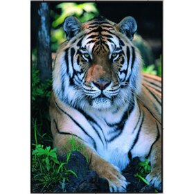 Diamond Painting Tiger Portrait 07 (taille et forme des pierres au choix)