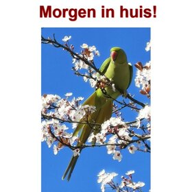 Peinture au diamant Perruche à collier 40x60cm