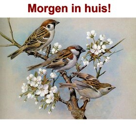 Diamond Painting Musjes 50x40cm