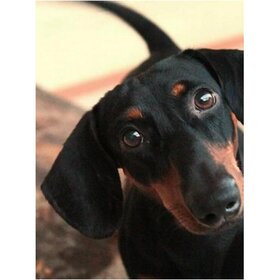 Diamond Painting Chien - Teckel 01 (taille et forme des pierres au choix)