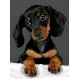 Diamond Painting Chien - Teckel 03 (taille et forme des pierres au choix)