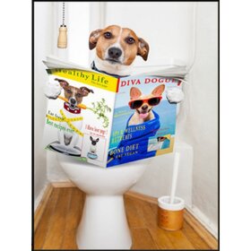 Diamond Painting Chien de Toilette Jack Russell (taille et forme des pierres de votre choix)