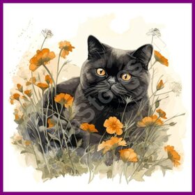 Diamond Painting Chat Exotique 01